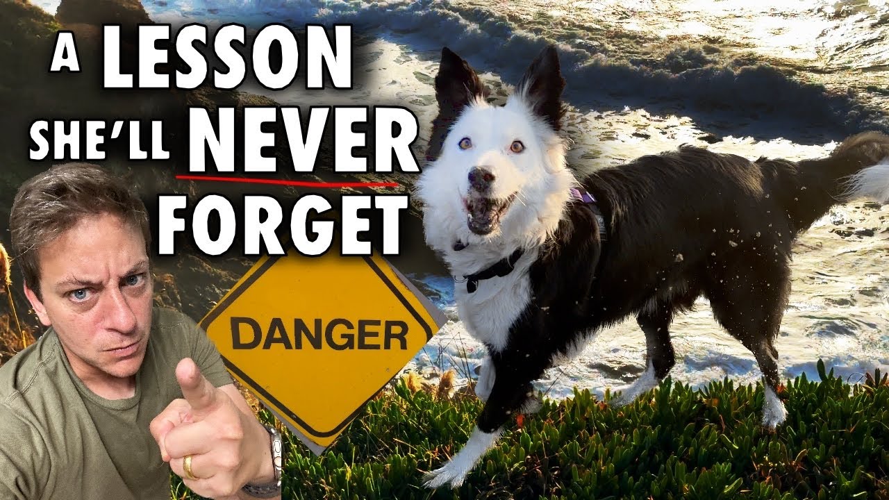 A Lesson She’ll Never Forget. What I Did When My Dog Almost Didn’t Come When Called!