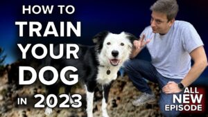 How to Train Without Pain in The Modern Era of Dog Training