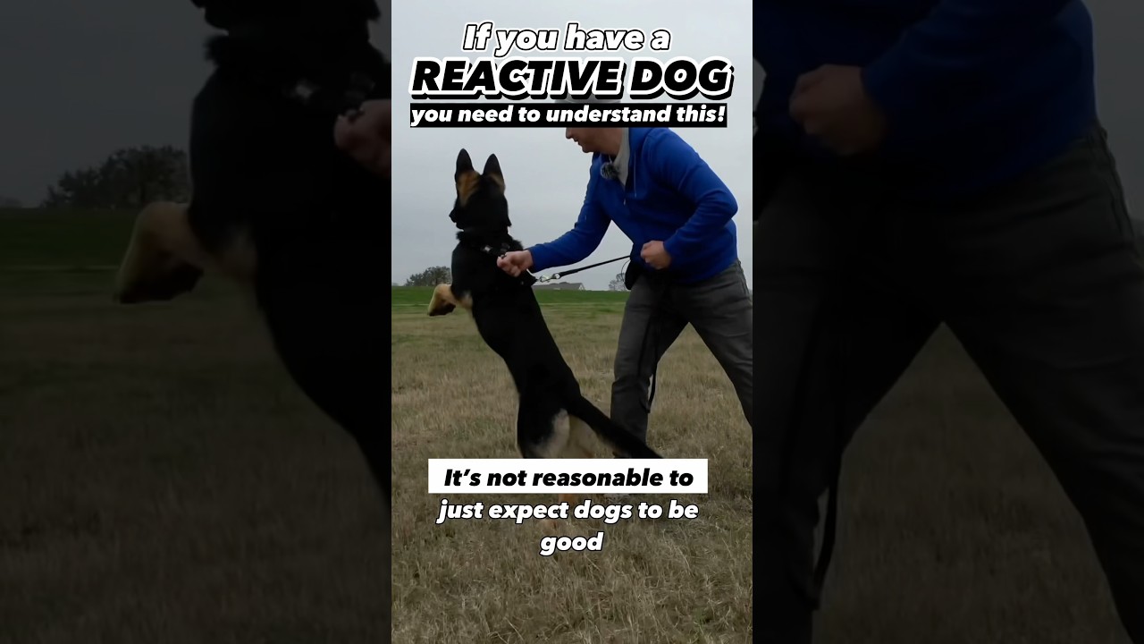 If you have a reactive or aggressive dog, you NEED to see this! #dogtraining #dogtrainer #reactivity
