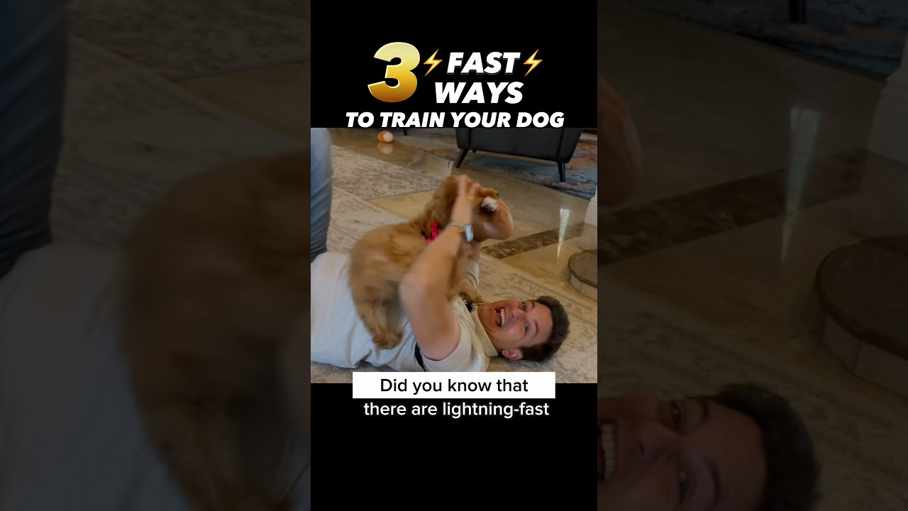 3 ⚡️FAST⚡️ Ways to Train Your Dog! How to Train Sit 3 Ways! #dogtraining #dogtrainer #puppytraining