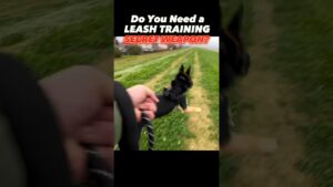 Need a Leash Training Secret Weapon? 😎 #dogtraining #leashtraining #looseleash #dogtrainer #dogs