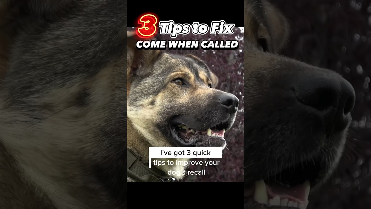 3 Tips to Fix Come When Called NOW #dogtraining #dogtrainer #comewhencalled #recalltraining