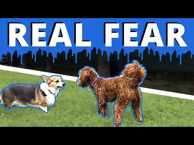 “My dog is so fearful it’s sad, help me Joel!” How to make meaningful improvements with fear.
