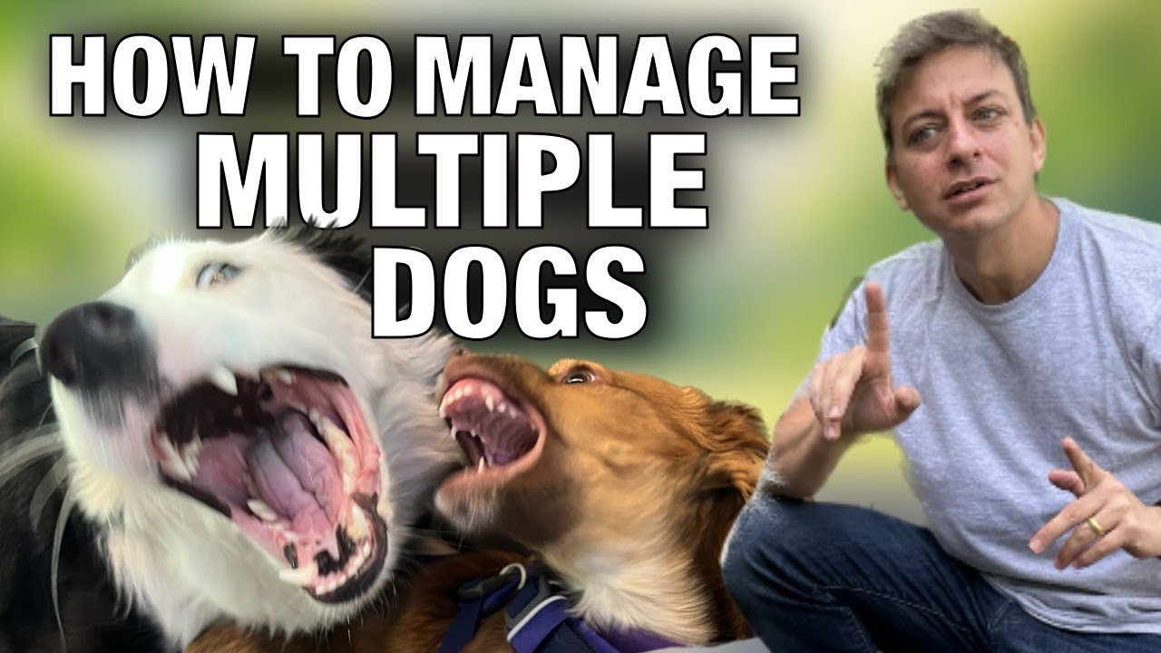 How To Manage Multiple Dogs Who May Not Get Along