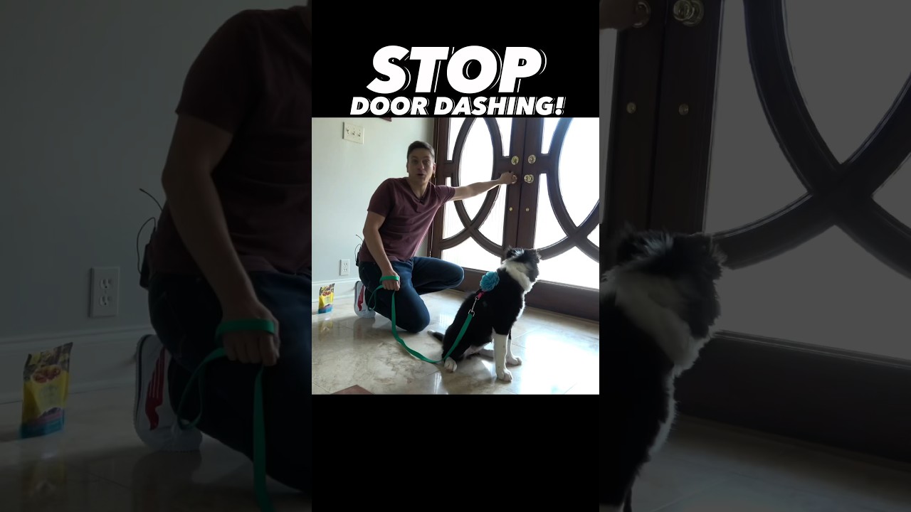 How to STOP Door Dashing #dogtraining #dogtrainer #puppytraining