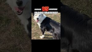 Nature VS Nurture in Dog Training 🔥 #dogtraining #dogtrainer #balanceddogtraining