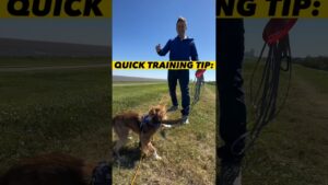 30 Second Dog Training Tip #dogtraining #dogtrainer #puppytraining #leashtraining #puppies #dogs