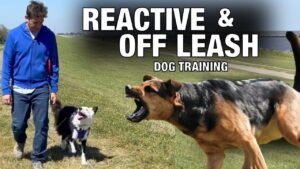 Off Leash Training and How To Handle Reactive Behavior.