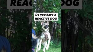 Do you have a REACTIVE DOG and you don’t know where to start?! #dogtrainer #dogtraining #reactivedog