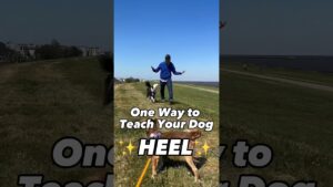 1 Easy Way to Teach Your Dog HEEL! This is What I Do #dogtrainer #dogtraining #puppytraining #dogs