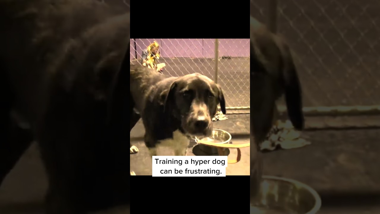 Frustrated with Your Hyper Dog? ðŸ¤¬ Hereâ€™s the Perfect Training Technique ðŸ™Œ #dogtraining #dogtrainer