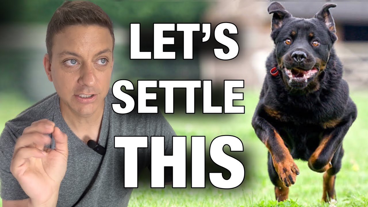 The “Is Exercising Your Dog a Mistake?” Debate: Let’s Settle This.