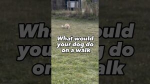 What if your dog sees a CAT while you’re on a walk? 😱🐈 What would your dog do? #dogtraining #puppy