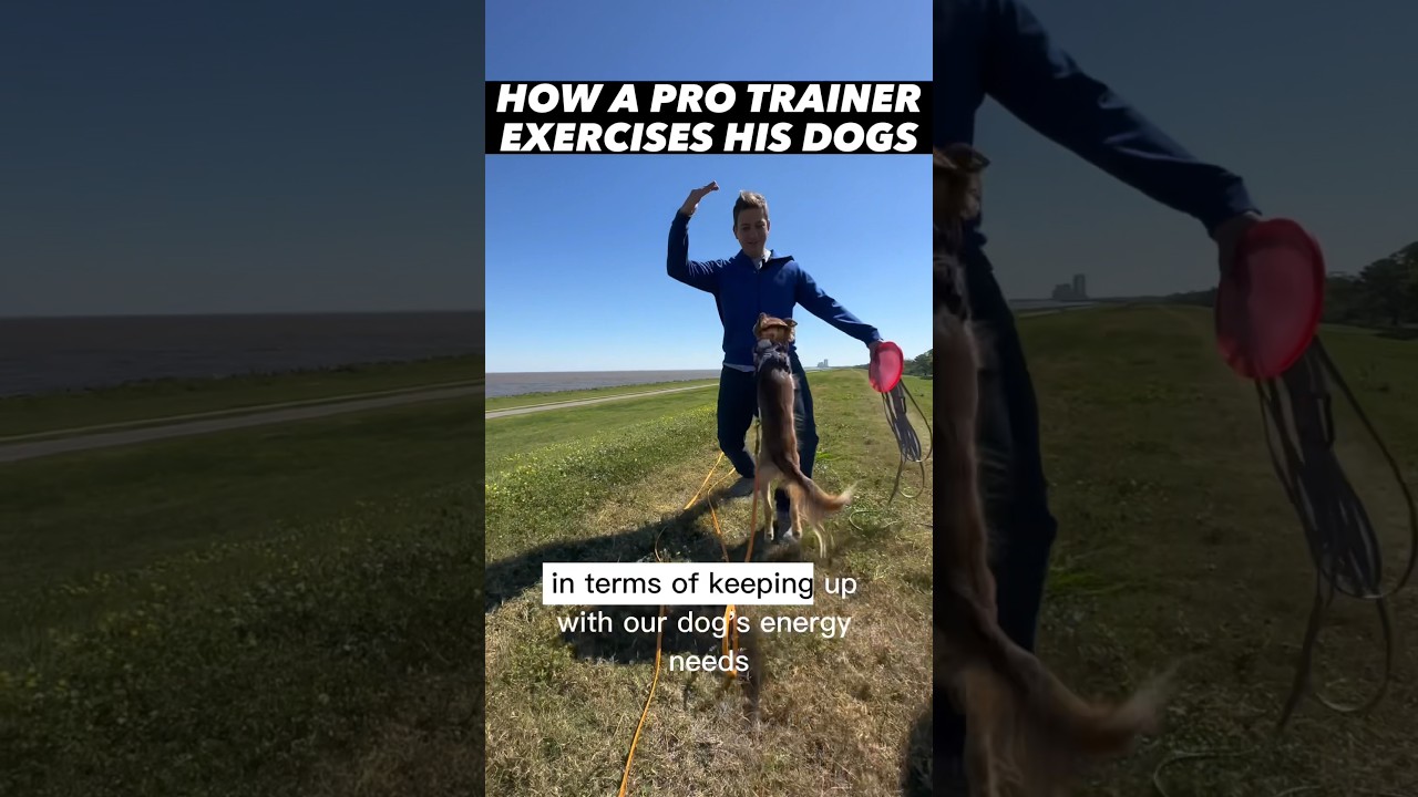 Pro Dog Trainer’s Daily Exercise Routine for My Dogs! What do I do EVERY day?  #dogtraining #routine