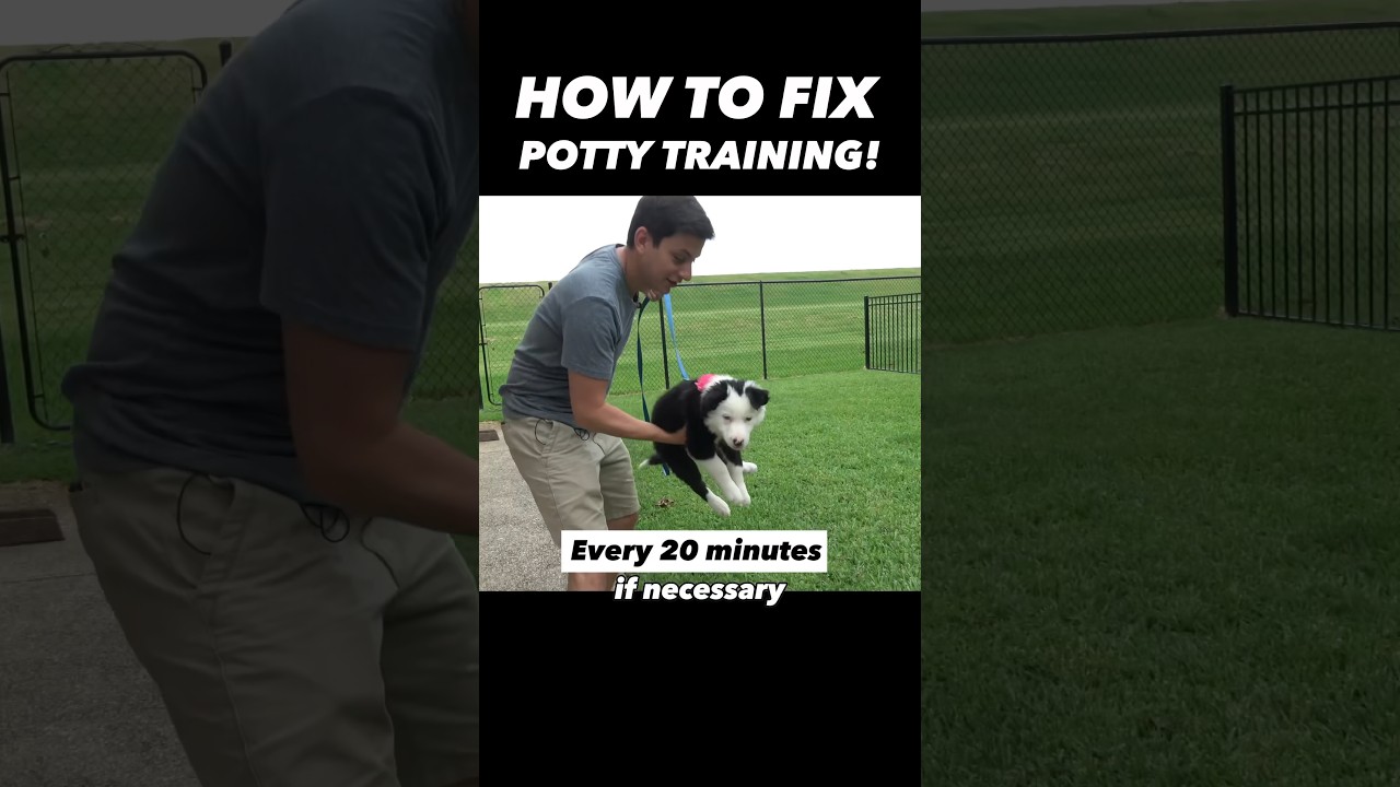 How to Fix Potty Training in 15 Seconds! ðŸ¤¯ Itâ€™s That Easy!! #dogtrainer #puppytraining #dogtraining