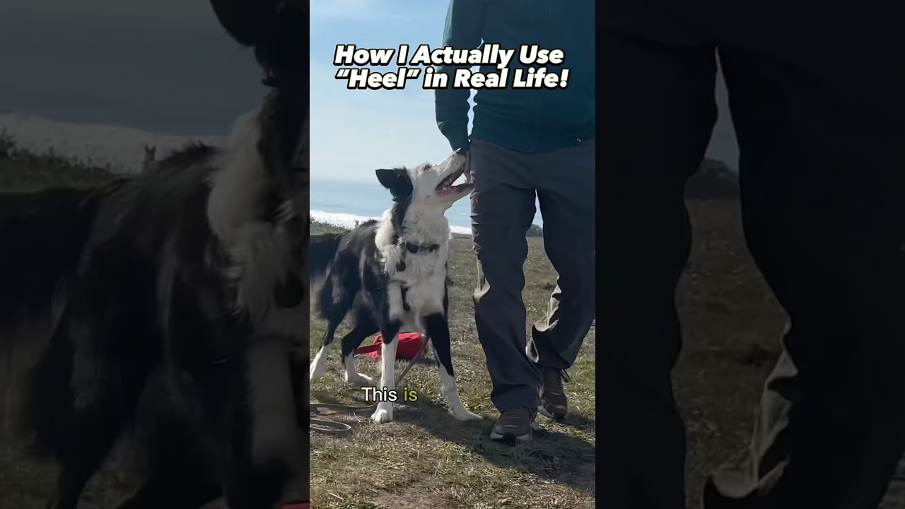 How To Use “HEEL” for Real Life! #dogtraining #leashtraining #puppytraining #offleash #dogs
