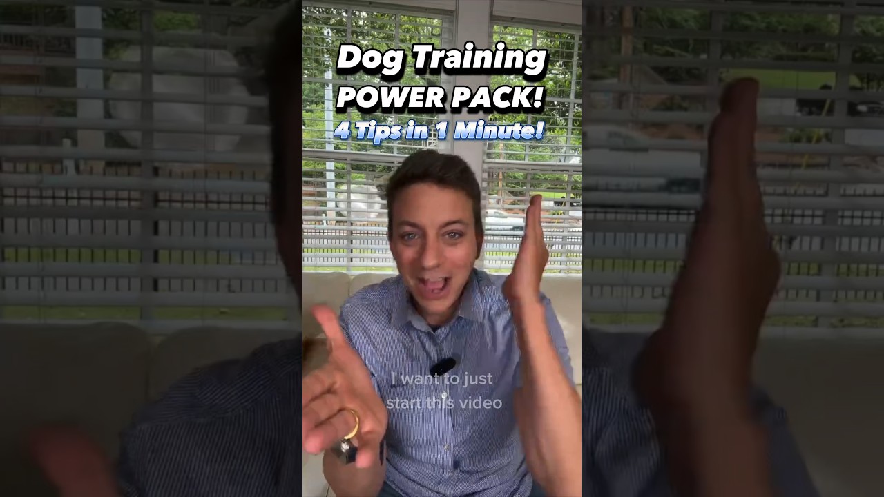 Dog Training POWER PACK: 4 Tips in 1 Minute! 💪 #dogtraining #dogtrainer #puppytraining #live #tips