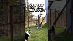 Alert Barking: Does Your Dog Bark TOO MUCH? At EVERYTHING? Watch this! #dogtraining #dogtrainer #dog