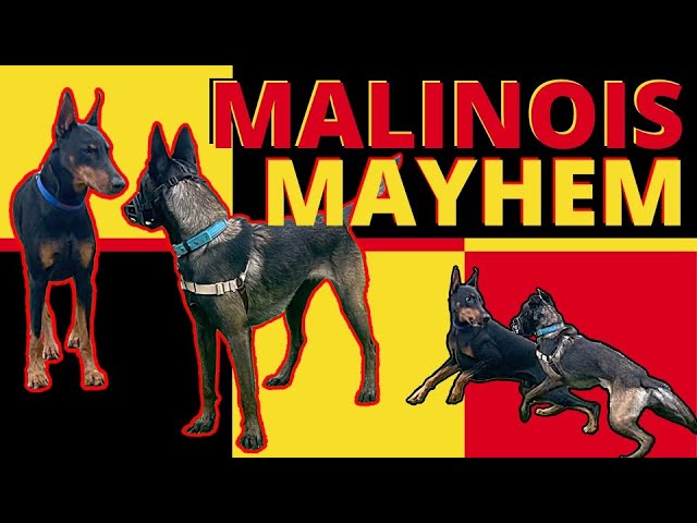 Hyper-Dominant Belgian Malinois wants to Bully his Way through Life, Will We Put a Stop to it?
