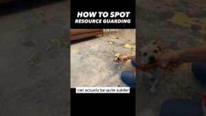 Here’s what you need to know. Subtle Signs of Resource Guarding #dogtrainer #dogtraining #dogs