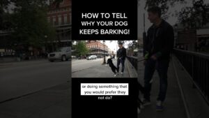 “Why does my dog keep barking??” #dogtrainer #dogtraining #stopbarking #trainwithoutpain #puppy