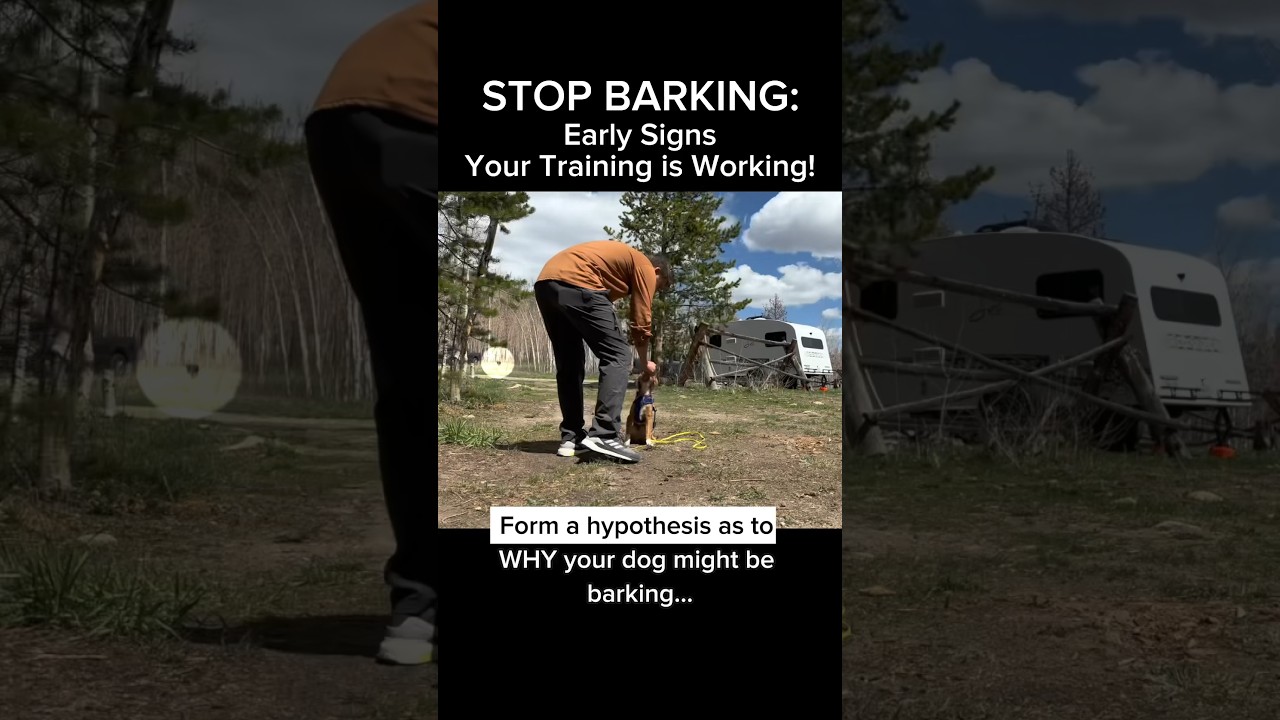 Stop Barking: Early Signs Your Training is WORKING! #dogtraining #dogtrainer #dogtraining101 #dogs