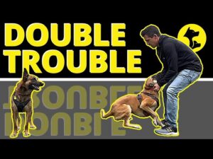 2 Reckless, Nutty Dogs in 1 House...Coincidence? See the Problem and Learn the solution.