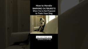 How to Handle Barking Outbursts When You’re Not Prepared to Train Your Dog #dogtraining #dogtrainer