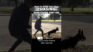 Does Your Dog CHASE Everything They See?!? You Need to See This!! #dogtraining #dogtrainer #puppy