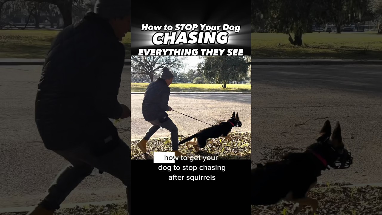 Does Your Dog CHASE Everything They See?!? You Need to See This!! #dogtraining #dogtrainer #puppy