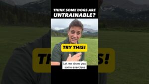 Think Some Dogs Are Untrainable? Try This! 🤯 #dogtraining #dogtrainer #zakgeorge #dogtraining101