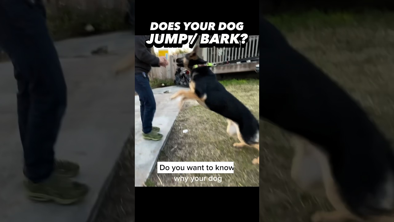 Does your dog JUMP or BARK? Here’s the Solution! #dogtraining #easydogtraining #puppytraining #dogs