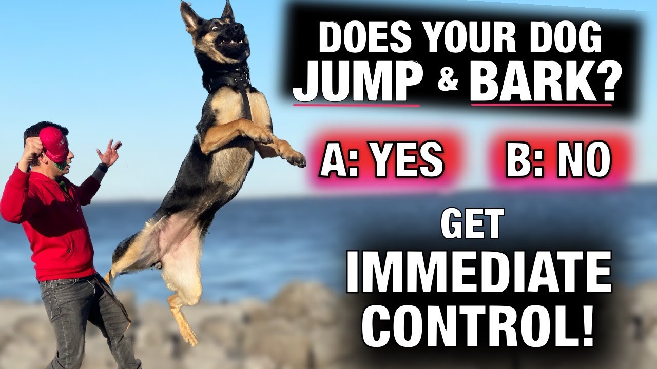 How to Stop Barking and Jumping