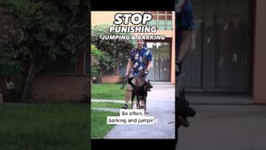 Stop Punishing Jumping & Barking #dogtrainer #dogtraining #dogtraining101 #puppytraining #barking