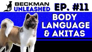 Akitas and Body Language that can get you in lots of Trouble (Dog or Human) - Muzzle Drama and More!