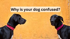 The REAL Reason Why Your Dog is Confused