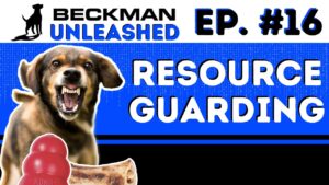 Our Take on the Dog Daddy Podcast - Resource Guarding - People, Food & Toys. Rhodesian Ridgebacks.