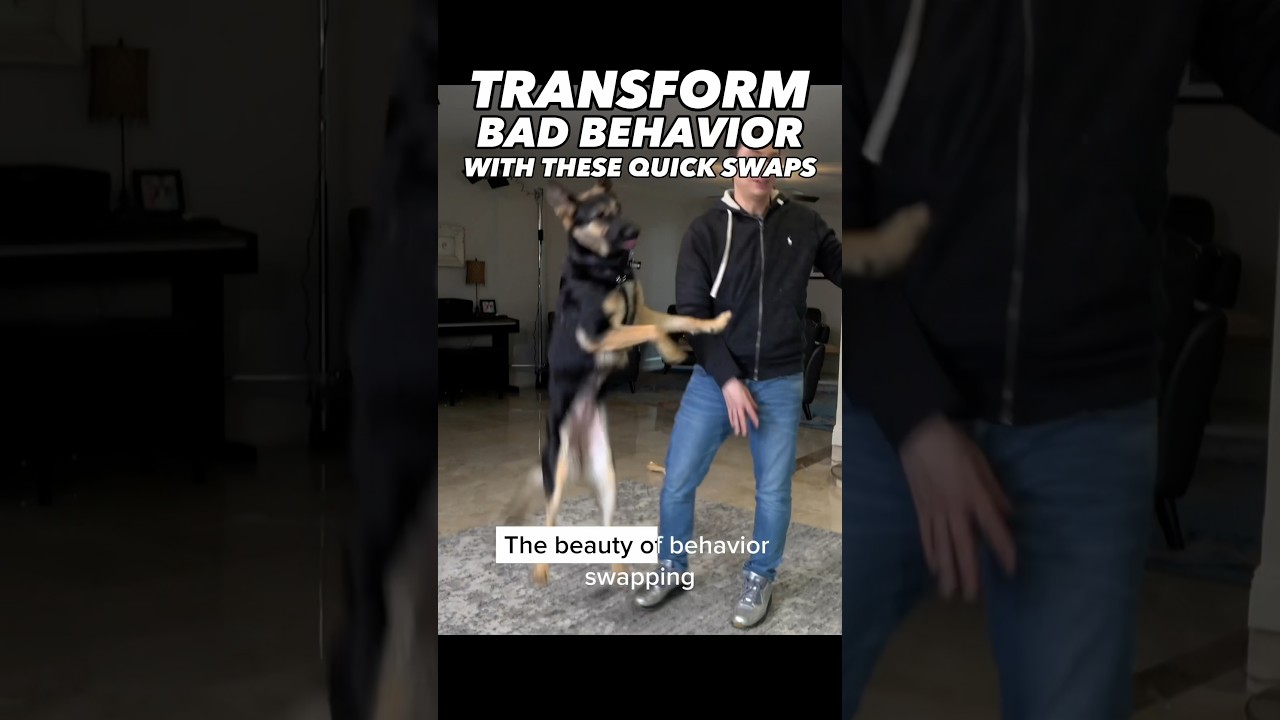 Stop Any Unwanted Behavior with 1 Technique #dogtraining #dogtrainer #dogtraining101 #puppytraining