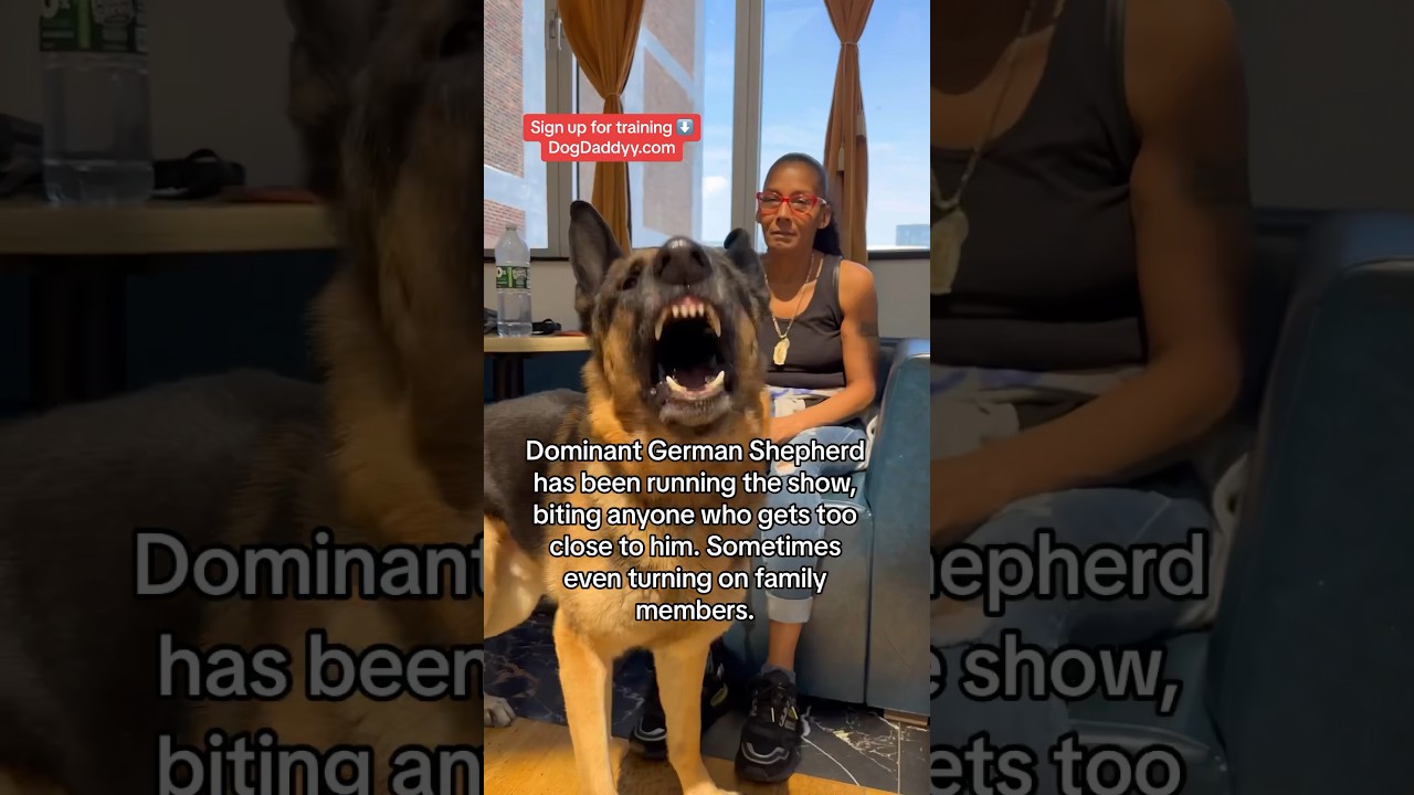This German Shepherd Really Thought..