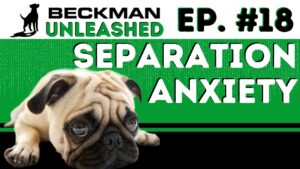 How to Help A Dog With Severe Separation Anxiety