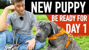 How to Prep for Your New Puppy: A Real-World Guide to Get Ready for Day 1!
