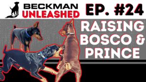 How I Raised Bosco & Prince and How to get Results without a Helper Dog. Beckman Unleashed Ep. 24