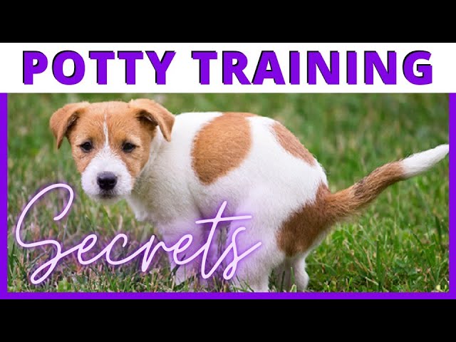Learn what to do when they go Pee & Poop in the House & all my Potty Training Tips and Tricks