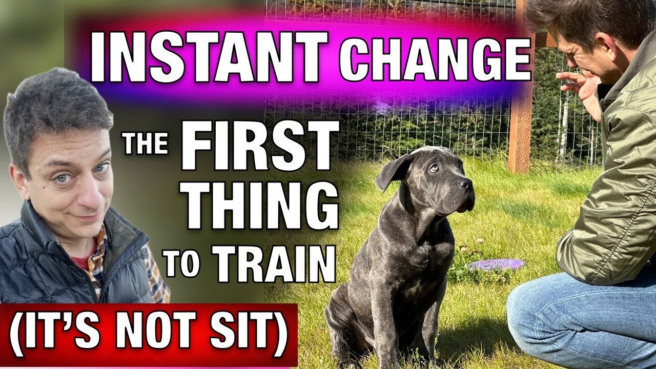 How to Train the FIRST Thing I Train Every Dog! *INSTANT CHANGE*