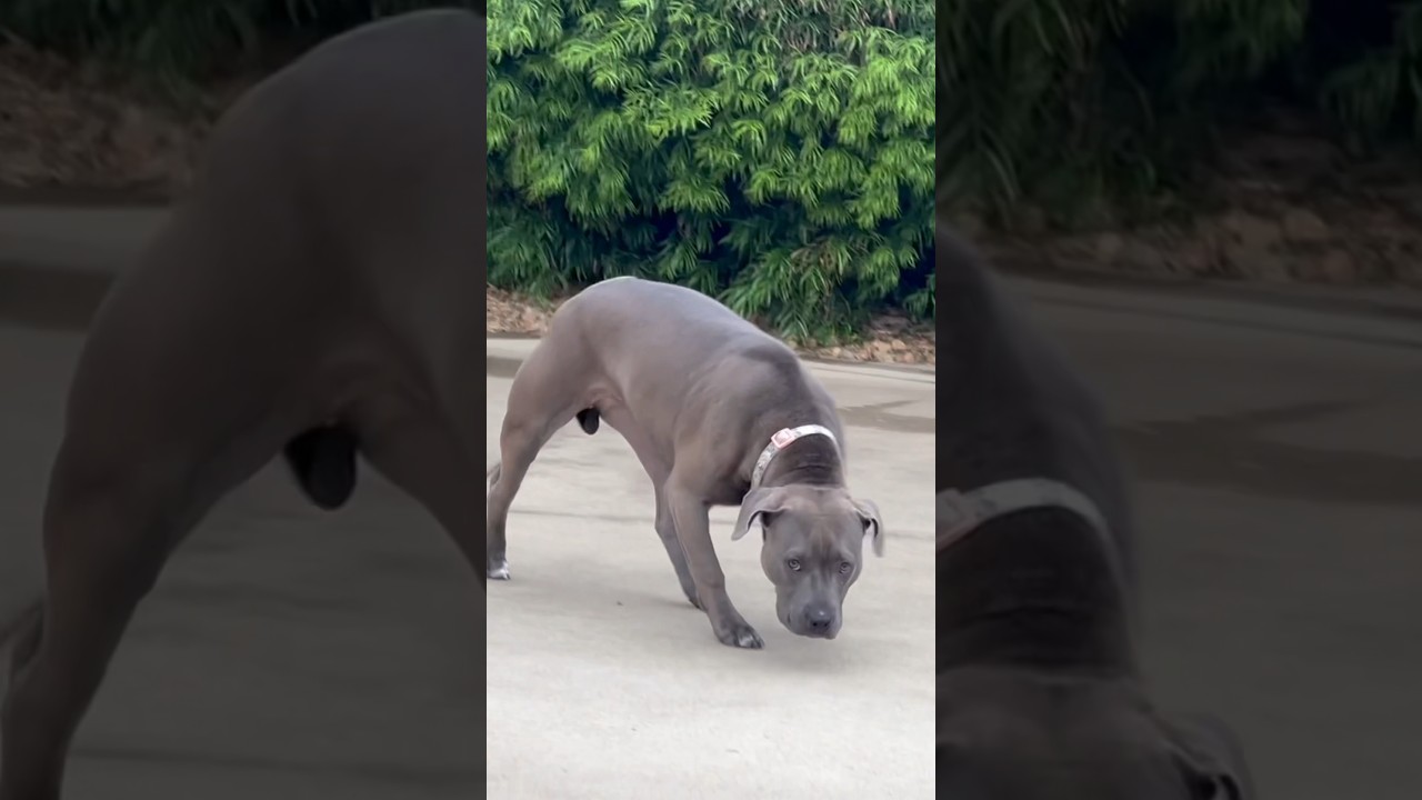 9 Month Old Pit Going Through a Severe “Fear Period”. #fearperiod #dogbehavior