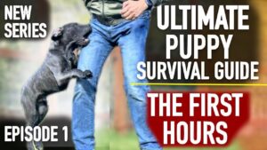 Ultimate Puppy Survival Guide: The First Hours! [NEW SERIES]