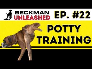 A Unique way to Potty Train Your Dog. Biden's Dog Controversy is a MESS all round!