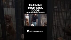 Training High-Risk Shelter Dogs #dogtrainer #dogtrainingrevolution #dogtraining101 #rescuedog #dogs