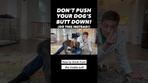 Don’t Push Your Dog’s Butt Down! 🙈 (Do This Instead!) #dogtraining #dogtrainer #puppytraining #dogs