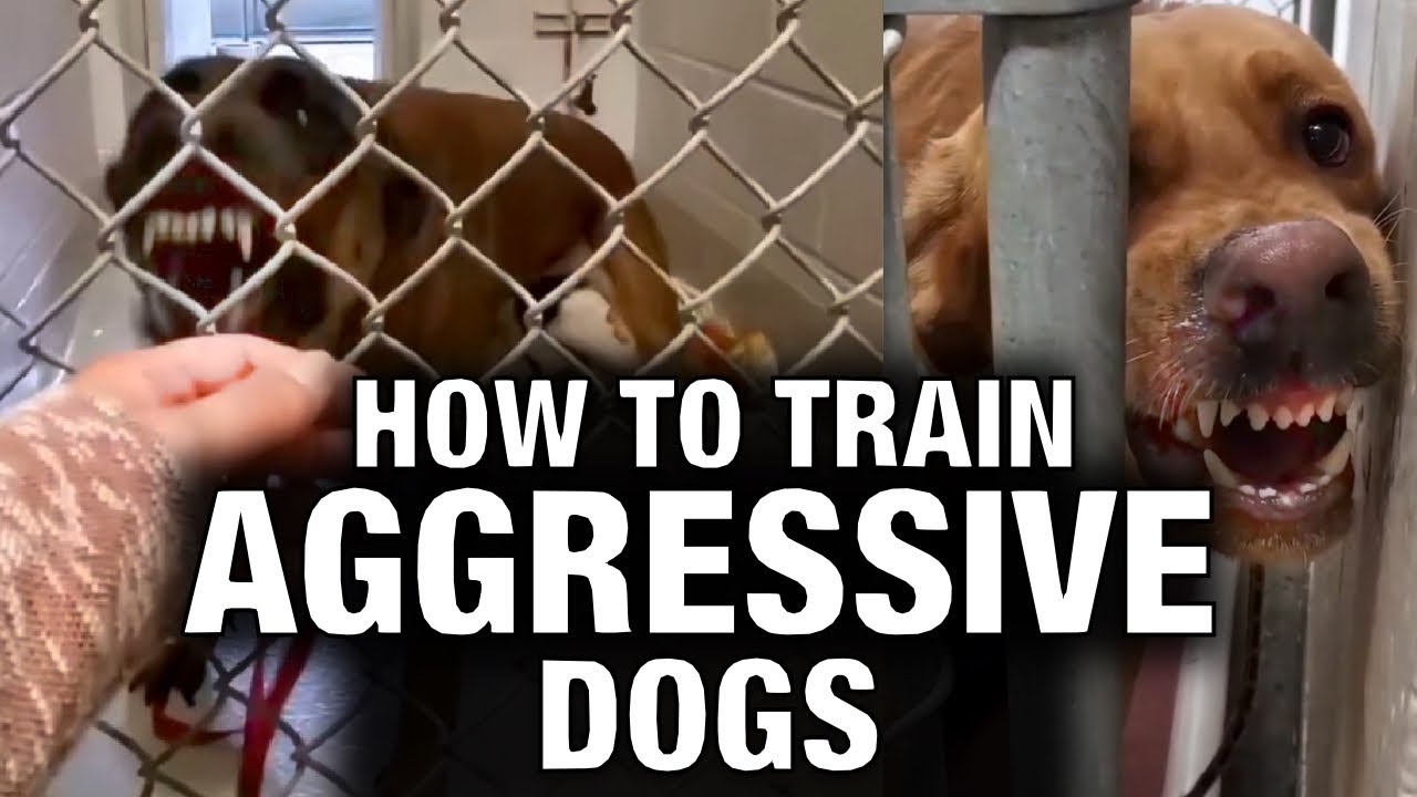 How to Train Aggressive Dogs